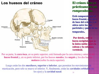 10
Por su parte, la cara ósea, en su parte superior, está formada por la cara externa y anterior del
hueso frontal y, en su parte inferior, por los huesos nasales, los unguis y los dos huesos
malares (sobre la encía superior).
Luego están los dos maxilares, superior e inferior, que permiten los movimientos de
masticación, pero solo se mueve el inferior. Y, finalmente, están las cavidades orbitales (de
los ojos) y la cavidad nasal.
El cráneo óseo esEl cráneo óseo es
prácticamente unprácticamente un
rompecabezas.rompecabezas.
Está compuesto por elEstá compuesto por el
hueso frontal, que sirvehueso frontal, que sirve
de base del cráneo y sede base del cráneo y se
ubica entre los dosubica entre los dos
parietales y parte de losparietales y parte de los
temporalestemporales..
Por detrás, está elPor detrás, está el
hueso occipital, que eshueso occipital, que es
la única unión entre lala única unión entre la
cabeza y la columnacabeza y la columna
vertebral.vertebral.
 
