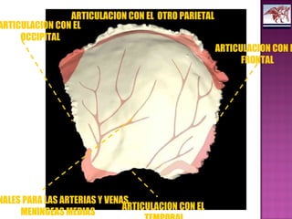 ARTICULACION CON E
FRONTAL
ARTICULACION CON EL
OCCIPITAL
ARTICULACION CON EL
ARTICULACION CON EL OTRO PARIETAL
NALES PARA LAS ARTERIAS Y VENAS
MENINGEAS MEDIAS
 