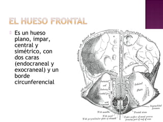  Es un hueso
plano, impar,
central y
simétrico, con
dos caras
(endocraneal y
exocraneal) y un
borde
circunferencial
 