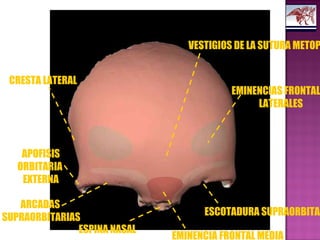 VESTIGIOS DE LA SUTURA METOP
EMINENCIAS FRONTAL
LATERALES
ESCOTADURA SUPRAORBITAR
EMINENCIA FRONTAL MEDIA
ESPINA NASAL
ARCADAS
SUPRAORBITARIAS
APOFISIS
ORBITARIA
EXTERNA
CRESTA LATERAL
 