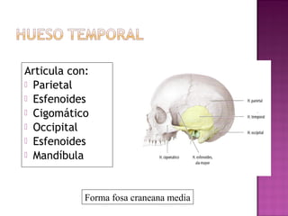 Articula con:
 Parietal
 Esfenoides
 Cigomático
 Occipital
 Esfenoides
 Mandíbula
Forma fosa craneana media
 