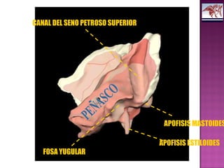 APOFISIS ESTILOIDES
APOFISIS MASTOIDES
CANAL DEL SENO PETROSO SUPERIOR
FOSA YUGULAR
 
