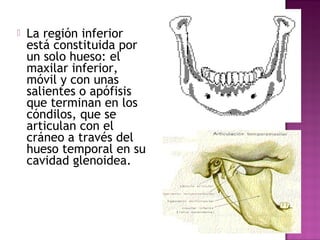  La región inferior
está constituida por
un solo hueso: el
maxilar inferior,
móvil y con unas
salientes o apófisis
que terminan en los
cóndilos, que se
articulan con el
cráneo a través del
hueso temporal en su
cavidad glenoidea.
 