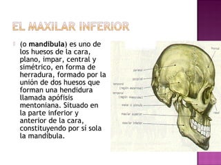  (o mandíbula) es uno de
los huesos de la cara,
plano, impar, central y
simétrico, en forma de
herradura, formado por la
unión de dos huesos que
forman una hendidura
llamada apófisis
mentoniana. Situado en
la parte inferior y
anterior de la cara,
constituyendo por sí sola
la mandíbula.
 