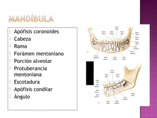  Apófisis coronoides
 Cabeza
 Rama
 Forámen mentoniano
 Porción alveolar
 Protuberancia
mentoniana
 Escotadura
 Apófisis condilar
 Ángulo
 