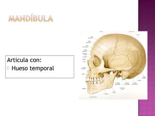 Articula con:
 Hueso temporal
 
