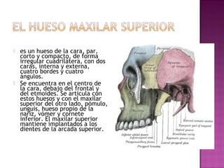  es un hueso de la cara, par,
corto y compacto, de forma
irregular cuadrilátera, con dos
caras, interna y externa,
cuatro bordes y cuatro
ángulos.
 Se encuentra en el centro de
la cara, debajo del frontal y
del etmoides. Se articula con
estos huesos y con el maxilar
superior del otro lado, pómulo,
unguis, hueso propio de la
nariz, vómer y cornete
inferior. El maxilar superior
mantiene implantados a los
dientes de la arcada superior.
 