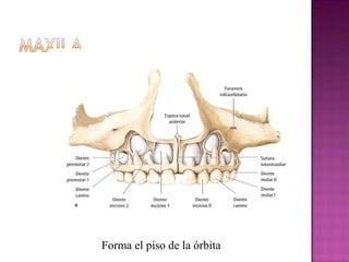 Forma el piso de la órbita
 