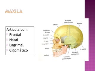 Articula con:
 Frontal
 Nasal
 Lagrimal
 Cigomático
 