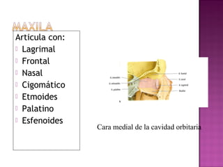 Articula con:
 Lagrimal
 Frontal
 Nasal
 Cigomático
 Etmoides
 Palatino
 Esfenoides
Cara medial de la cavidad orbitaria
 