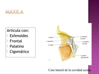 Articula con:
 Esfenoides
 Frontal
 Palatino
 Cigomático
Cara lateral de la cavidad ocular
 