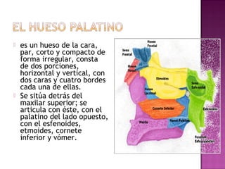  es un hueso de la cara,
par, corto y compacto de
forma irregular, consta
de dos porciones,
horizontal y vertical, con
dos caras y cuatro bordes
cada una de ellas.
 Se sitúa detrás del
maxilar superior; se
articula con éste, con el
palatino del lado opuesto,
con el esfenoides,
etmoides, cornete
inferior y vómer.
 