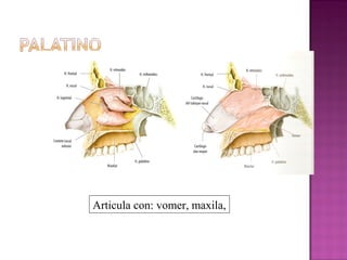 Articula con: vomer, maxila,
 