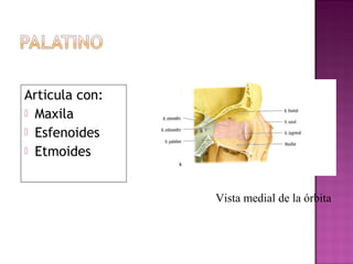 Articula con:
 Maxila
 Esfenoides
 Etmoides
Vista medial de la órbita
 