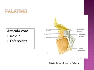 Articula con:
 Maxila
 Esfenoides
Vista lateral de la órbita
 