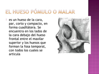  es un hueso de la cara,
par, corto y compacto, en
forma cuadilátera. Se
encuentra en los lados de
la cara debajo del hueso
frontal entre el maxilar
superior y los huesos que
forman la fosa temporal,
con todos los cuales se
articula
 