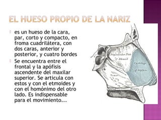  es un hueso de la cara,
par, corto y compacto, en
froma cuadrilátera, con
dos caras, anterior y
posterior, y cuatro bordes
 Se encuentra entre el
frontal y la apófisis
ascendente del maxilar
superior. Se articula con
estos y con el etmoides y
con el homónimo del otro
lado. Es indispensable
para el movimiento...
 