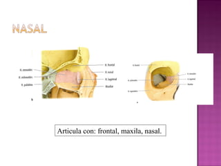 Articula con: frontal, maxila, nasal.
 