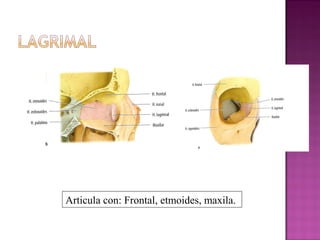 Articula con: Frontal, etmoides, maxila.
 