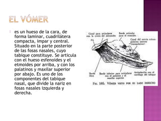  es un hueso de la cara, de
forma laminar, cuadrilátera
compacta, impar y central.
Situado en la parte posterior
de las fosas nasales, cuyo
tabique constituye. Se articula
con el hueso esfenoides y el
etmoides por arriba, y con los
palatinos y maxilar superior
por abajo. Es uno de los
componentes del tabique
nasal, que divide la nariz en
fosas nasales izquierda y
derecha.
 