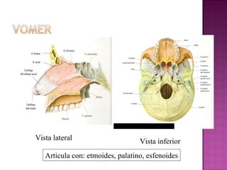 Vista lateral Vista inferior
Articula con: etmoides, palatino, esfenoides
 