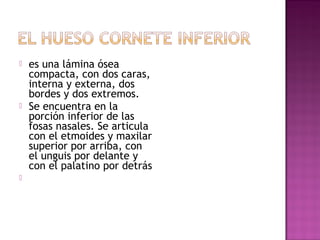  es una lámina ósea
compacta, con dos caras,
interna y externa, dos
bordes y dos extremos.
 Se encuentra en la
porción inferior de las
fosas nasales. Se articula
con el etmoides y maxilar
superior por arriba, con
el unguis por delante y
con el palatino por detrás

 