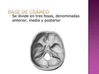  Se divide en tres fosas, denominadas
anterior, media y posterior
 