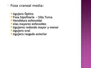  Fosa craneal media:
 Agujero ÓpticoAgujero Óptico
 Fosa hipofisaria - Silla TurcaFosa hipofisaria - Silla Turca
 Hendidura esfenoidalHendidura esfenoidal
 Alas mayores esfenoidesAlas mayores esfenoides
 Agujeros redondo mayor y menorAgujeros redondo mayor y menor
 Agujero ovalAgujero oval
 Agujero rasgado anteriorAgujero rasgado anterior
 