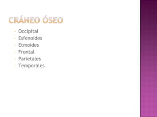 - Occipital
- Esfenoides
- Etmoides
- Frontal
- Parietales
- Temporales
 