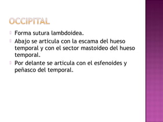  Forma sutura lambdoidea.
 Abajo se articula con la escama del hueso
temporal y con el sector mastoideo del hueso
temporal.
 Por delante se articula con el esfenoides y
peñasco del temporal.
 