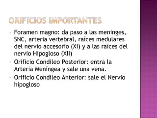 - Foramen magno: da paso a las meninges,
SNC, arteria vertebral, raíces medulares
del nervio accesorio (XI) y a las raíces del
nervio Hipogloso (XII)
- Orificio Condileo Posterior: entra la
Arteria Meníngea y sale una vena.
- Orificio Condileo Anterior: sale el Nervio
hipogloso
 
