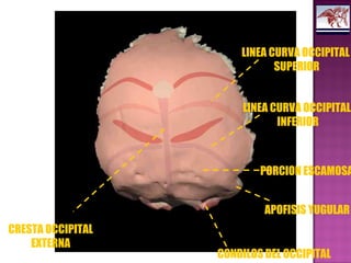 LINEA CURVA OCCIPITAL
SUPERIOR
LINEA CURVA OCCIPITAL
INFERIOR
PORCION ESCAMOSA
APOFISIS YUGULAR
CONDILOS DEL OCCIPITAL
CRESTA OCCIPITAL
EXTERNA
 