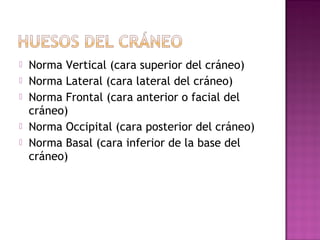  Norma Vertical (cara superior del cráneo)
 Norma Lateral (cara lateral del cráneo)
 Norma Frontal (cara anterior o facial del
cráneo)
 Norma Occipital (cara posterior del cráneo)
 Norma Basal (cara inferior de la base del
cráneo)
 