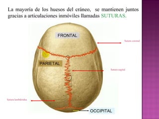 La mayoría de los huesos del cráneo, se mantienen juntos
gracias a articulaciones inmóviles llamadas SUTURAS.
1. sutura coronal
2. Sutura sagital
3. Sutura lambdoidea
Sutura coronal
Sutura sagital
Sutura lambdoidea
 