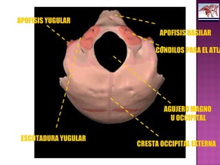 APOFISIS BASILAR
CONDILOS PARA EL ATLA
AGUJERO MAGNO
U OCCIPITAL
ESCOTADURA YUGULAR
APOFISIS YUGULAR
CRESTA OCCIPITAL EXTERNA
 