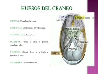 FRONTAL: Ubicado en la frente
PARIETALES: Conforman la bóveda craneal
TEMPORALES: Cubren el oído.
OCCIPITAL: Donde se ubica la primera
vértebra o atlas.
ETMOIDES: Ubicado detrás de la frente y
detrás de la nariz.
ESFENOIDES: Detrás del etmoide.
HUESOS DEL CRANEOHUESOS DEL CRANEO
 