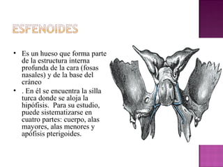• Es un hueso que forma parte
de la estructura interna
profunda de la cara (fosas
nasales) y de la base del
cráneo
• . En él se encuentra la silla
turca donde se aloja la
hipófisis. Para su estudio,
puede sistematizarse en
cuatro partes: cuerpo, alas
mayores, alas menores y
apófisis pterigoides.
 