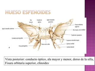 Vista posterior: conducto óptico, ala mayor y menor, dorso de la silla,
Fisura orbitaria superior, clinoides
 