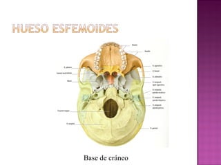 Base de cráneo
 