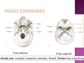 Vista inferior Vista superior
Articula con: occipital, temporal, etmoides, frontal. Forma fosa craneal med
 