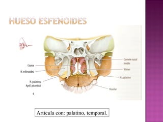 Articula con: palatino, temporal.
 