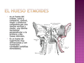 es un hueso del
cráneo, corto y
compacto, central,
impar y simétrico
compuesto por una
lamina vertical y
media, una lámina
horizontal
perpendicular a la
primera y dos
masas laterales.
 Es un hueso de
superficies muy
anfractuosas y con
numerosas
cavidades (celdillas
etmoidales).
 