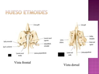 Vista frontal
Vista dorsal
 