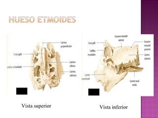 Vista superior Vista inferior
 