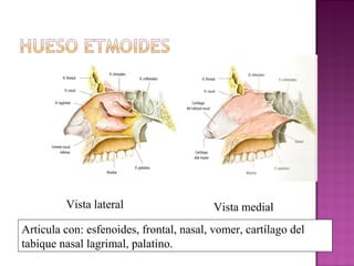 Vista lateral Vista medial
Articula con: esfenoides, frontal, nasal, vomer, cartílago del
tabique nasal lagrimal, palatino.
 