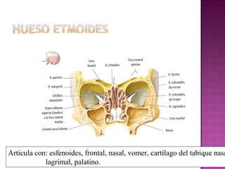 Articula con: esfenoides, frontal, nasal, vomer, cartílago del tabique nasa
lagrimal, palatino.
 