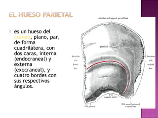 es un hueso del
cráneo, plano, par,
de forma
cuadrilátera, con
dos caras, interna
(endocraneal) y
externa
(exocraneal), y
cuatro bordes con
sus respectivos
ángulos.
 