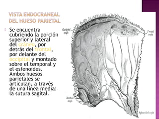  Se encuentra
cubriendo la porción
superior y lateral
del cráneo, por
detrás del frontal,
por delante del
occipital y montado
sobre el temporal y
el esfenoides.
Ambos huesos
parietales se
articulan, a través
de una línea media:
la sutura sagital.
 