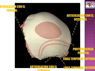 RTICULACION CON EL
FRONTAL
ARTICULACION CON EL
OCCIPITAL
ARTICULACION CON EL
PROTUBERANCIA
PARIETAL
LINEA TEMPORAL SUPERIOR
LINEA TEMPORAL INFERIOR
 