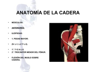 ANATOMÍA DE LA CADERA 
• MÚSCULOS: 
• AANNTTEERRIIOORREESS:: 
• ILIOPSOAS: 
• 1. PSOAS MAYOR: 
• (N. L-1, L-2 Y L-3). 
• 1°. T-12 A L-5. 
• 2°. TROCÁNTER MENOR DEL FÉMUR. 
• FLEXIÓN DEL MUSLO SOBRE 
CADERA. 
 